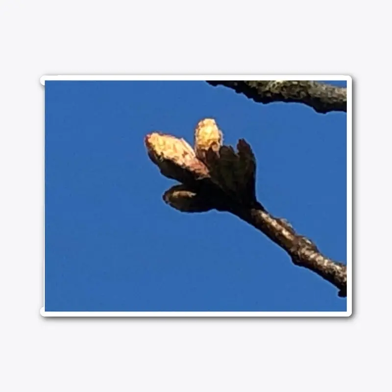 Oak Buds