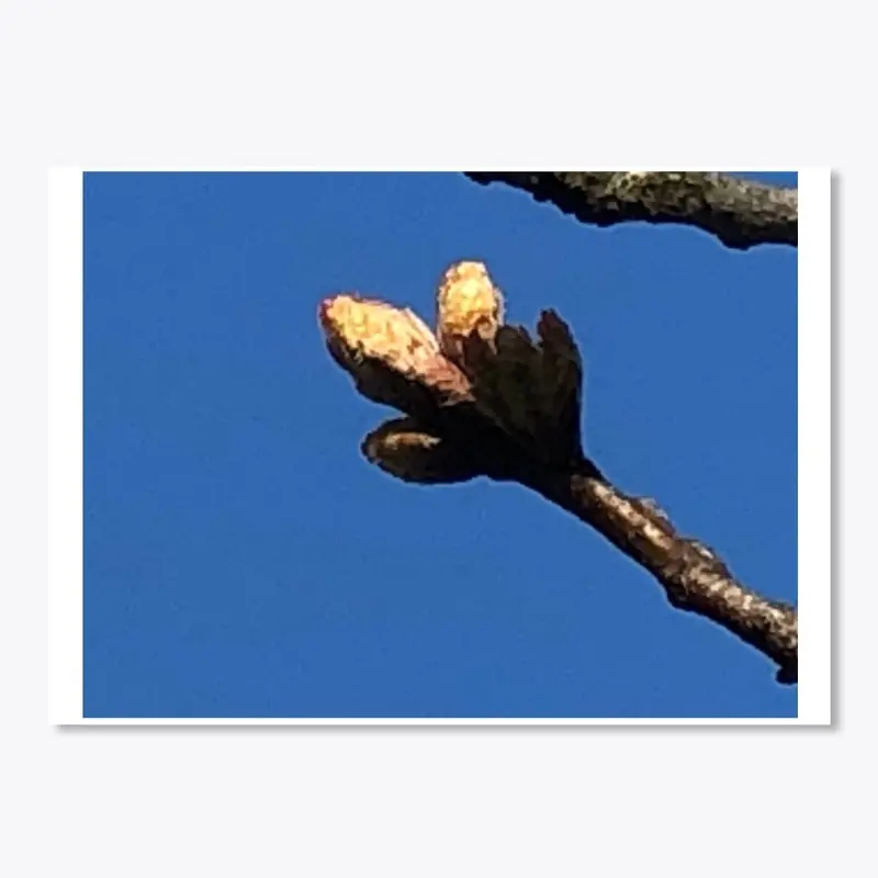 Oak Buds