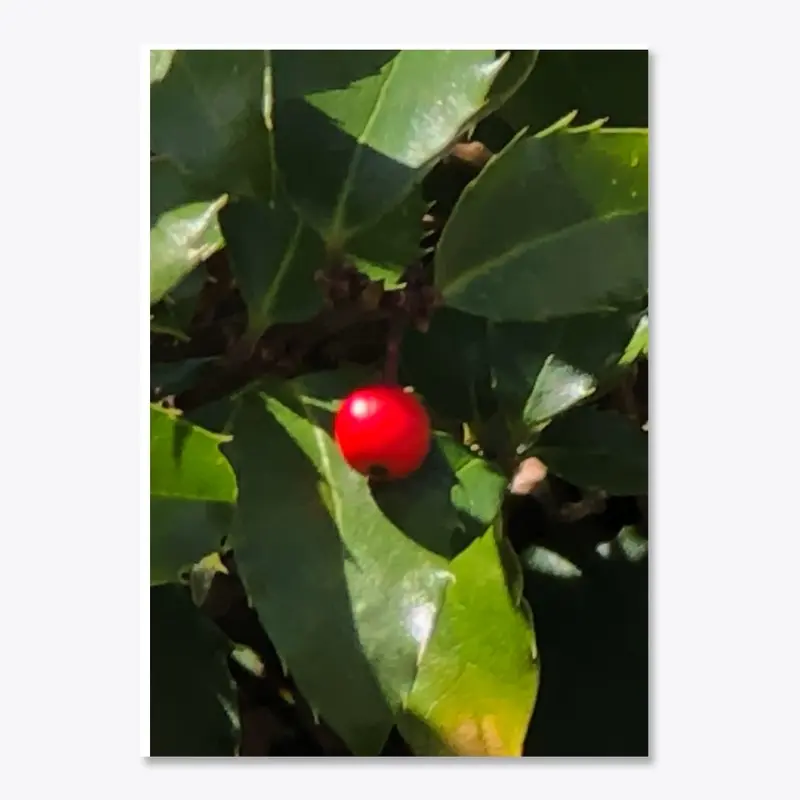 Holly in Summer